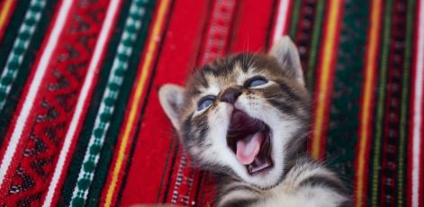 article_kitten-basics-taking-care-of-your-kitten-s-oral-health_header.jpg
